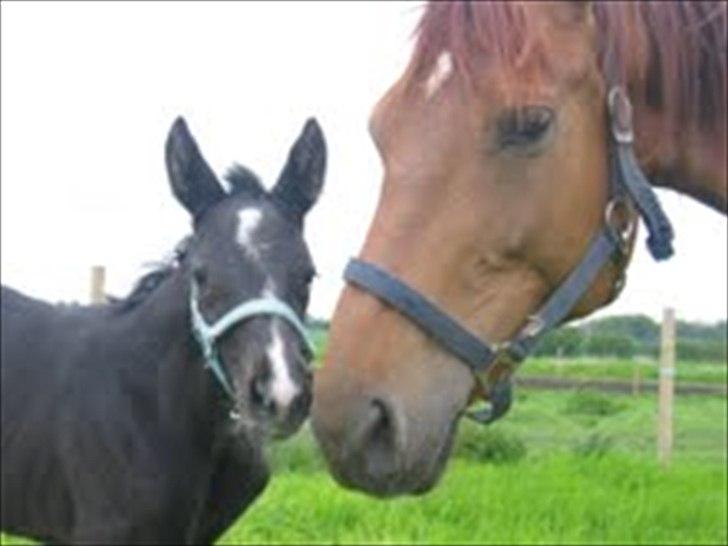 Dansk Varmblod Hjørnevang's Dominique - Her er baby-Domino 1 dag gammel billede 2