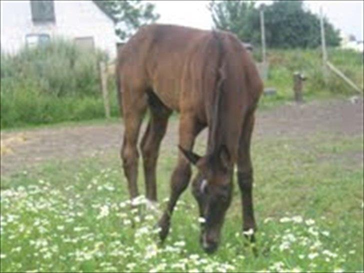 Dansk Varmblod Hjørnevang's Dominique - Her er Domino 1 måned gammel billede 3