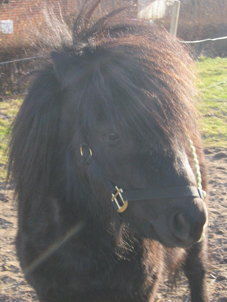 Shetlænder Black Stallion VBS - Flirt, blink, møs møs :D billede 6