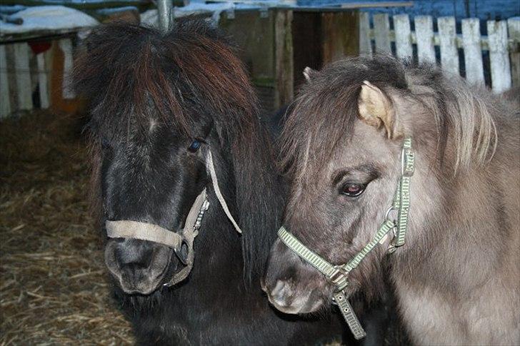 Shetlænder Black Stallion VBS - Silver og Blackie<33:* Foto: Simone billede 7