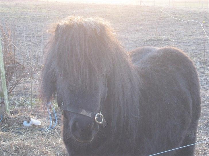 Shetlænder Black Stallion VBS - Jae bette manden sidste vinter <3 billede 8