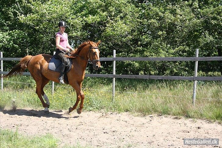 Dansk Varmblod Dane-vangs Red Lady SOLGT billede 18