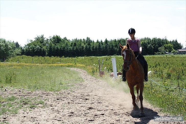 Dansk Varmblod Dane-vangs Red Lady SOLGT billede 19