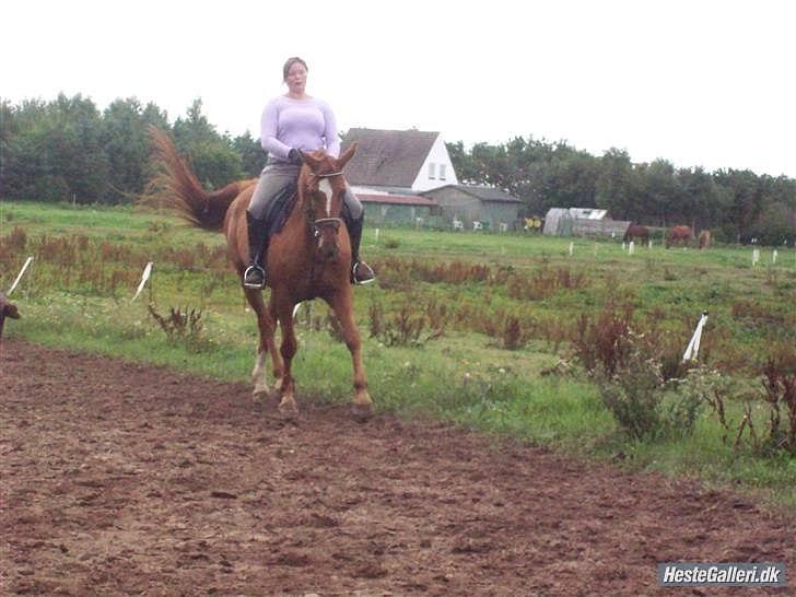 Dansk Varmblod Dane-vangs Red Lady SOLGT billede 20