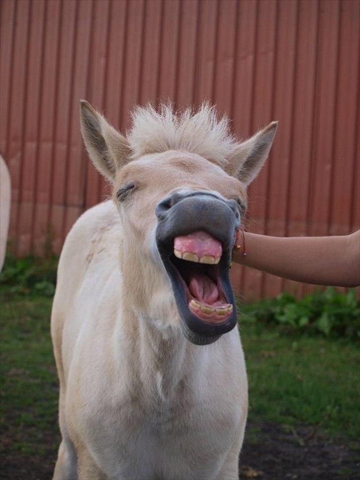 Fjordhest Lamhaves Confetti - ’Lykken kommer til den der smiler.’’
 billede 12