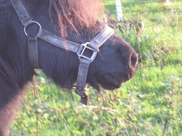 Shetlænder Batman fra Søholms billede 1