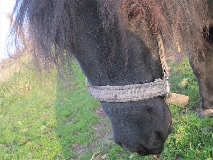 Shetlænder Batman fra Søholms billede 5