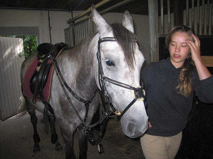 Anden særlig race Gipsy billede 8