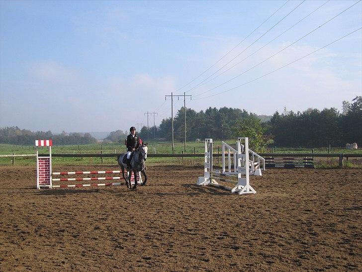 Anden særlig race Gipsy billede 6