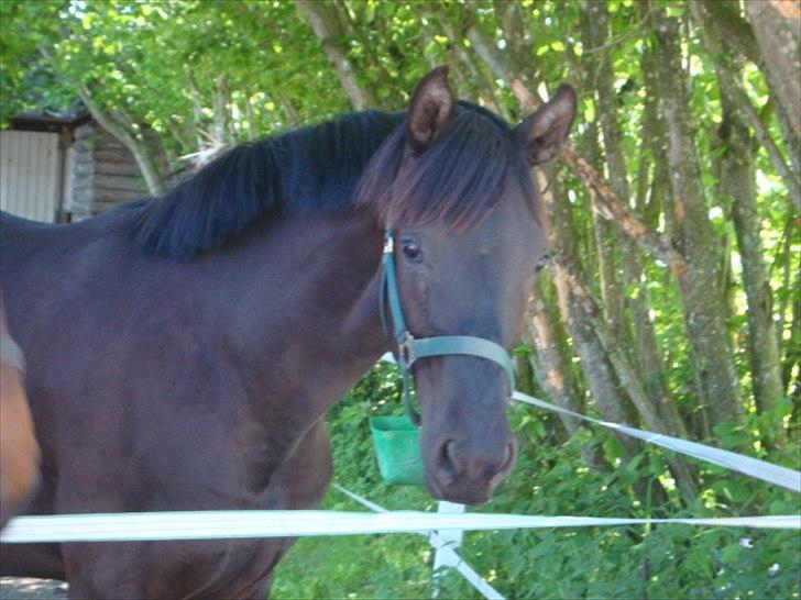 Dansk Varmblod Bjeregårdens Olympia - smukke <3 billede 15