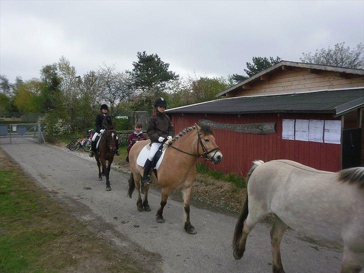 Anden særlig race bispevangens tyson billede 2