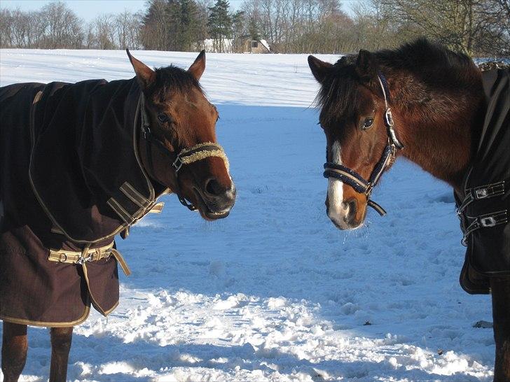 Traver Comet  Søsters hest R.I.P 2012 billede 6