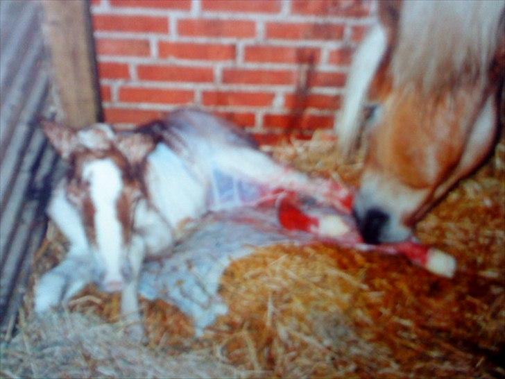 Haflinger Nando billede 2