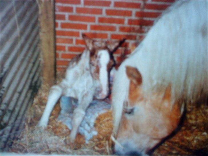 Haflinger Nando billede 4