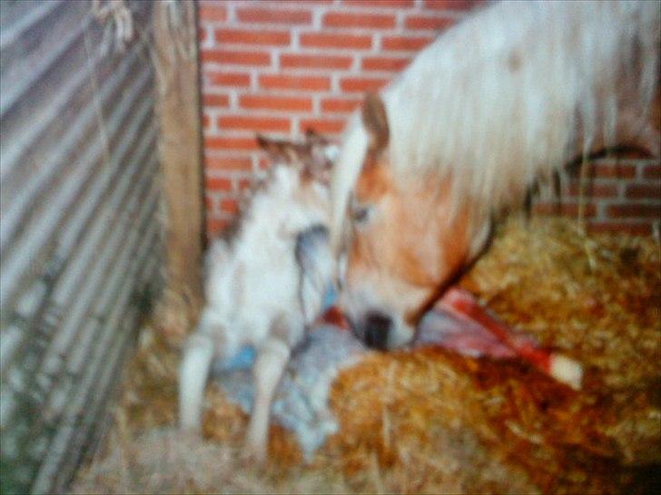 Haflinger Nando billede 6