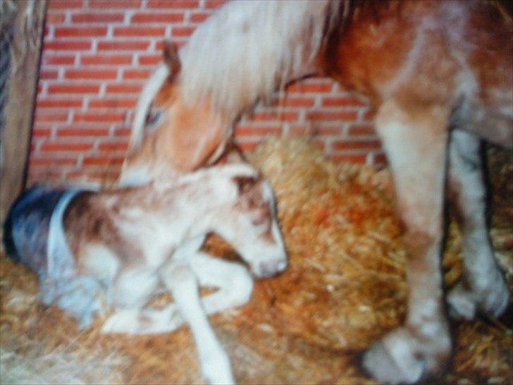 Haflinger Nando billede 7