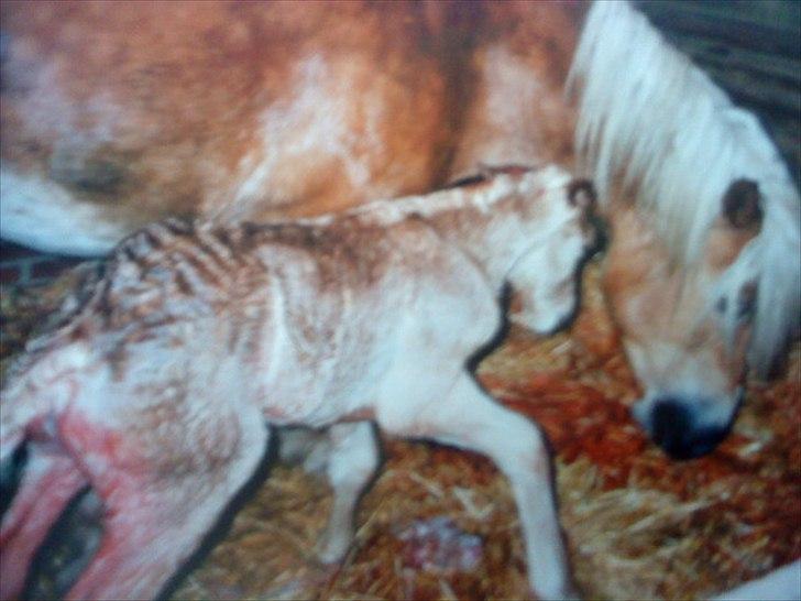 Haflinger Nando billede 10