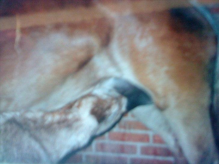 Haflinger Nando billede 11