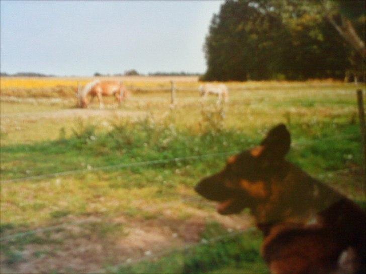 Haflinger Nando billede 12
