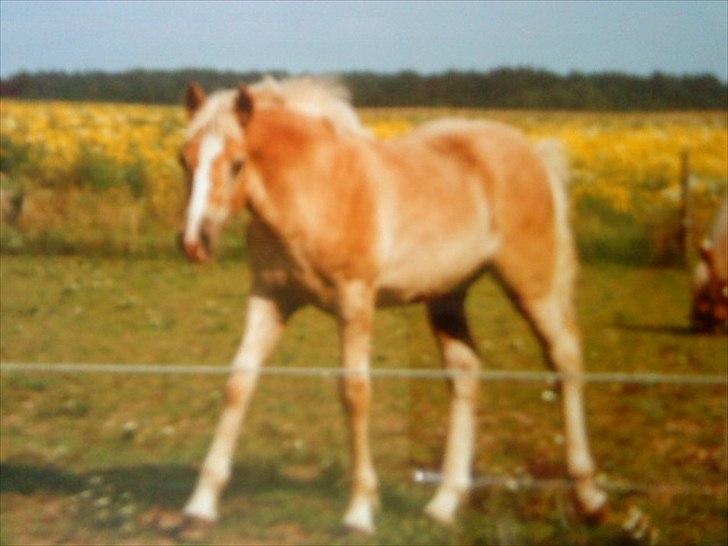 Haflinger Nando billede 1