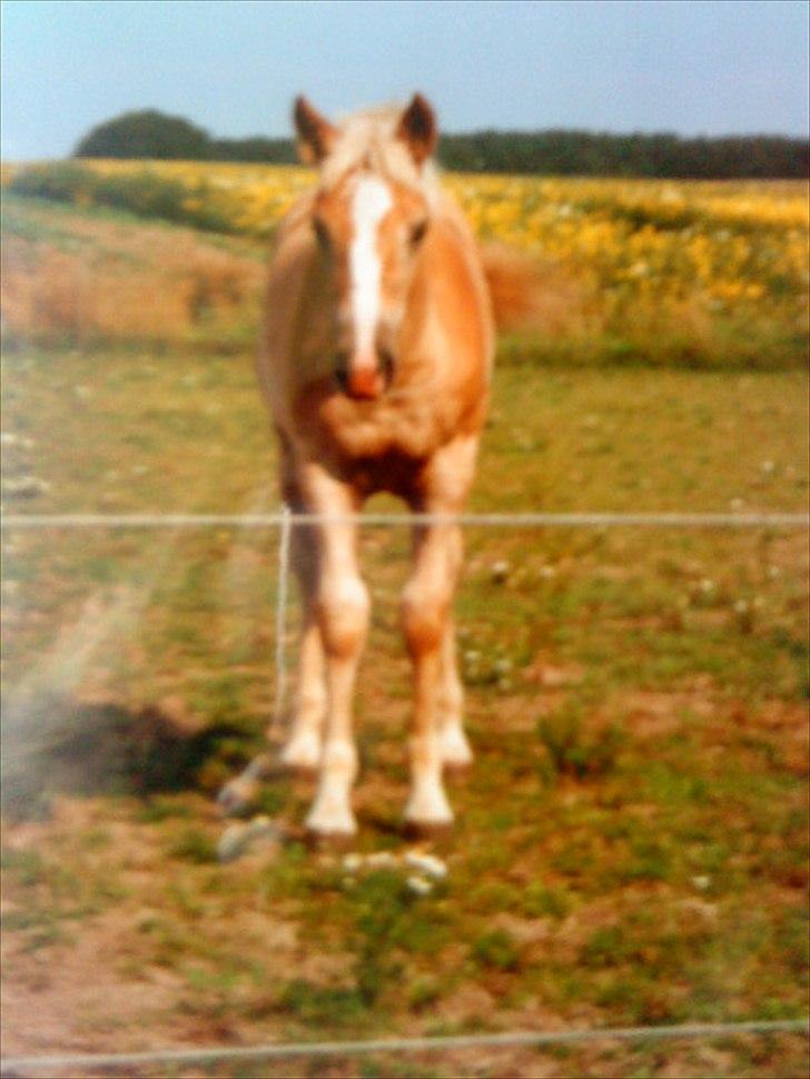 Haflinger Nando billede 13