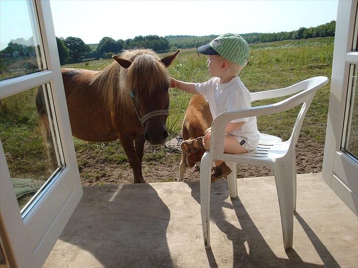 Shetlænder Anja <´3 - sommeren 2009 :9 min lillebror og tøserne :D foto: mor billede 14