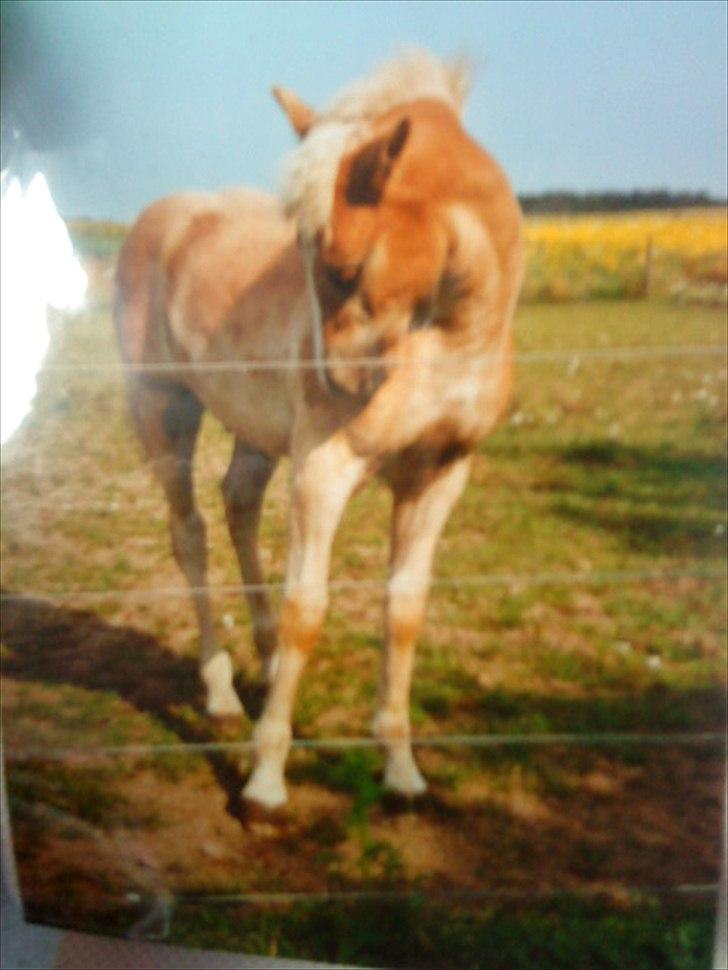 Haflinger Nando billede 14
