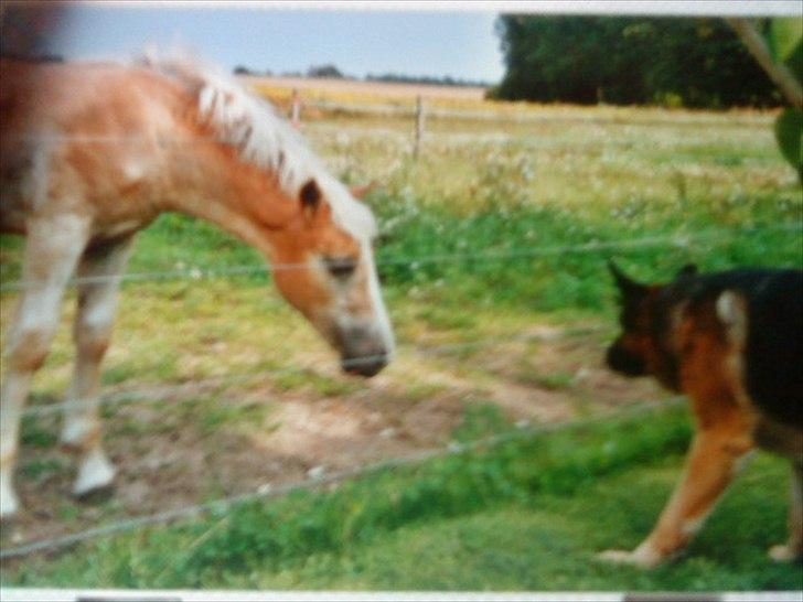 Haflinger Nando billede 15