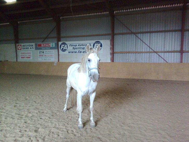 Anden særlig race Yasmin!<3  - Løs i hallen ;D (foto: mig) billede 8