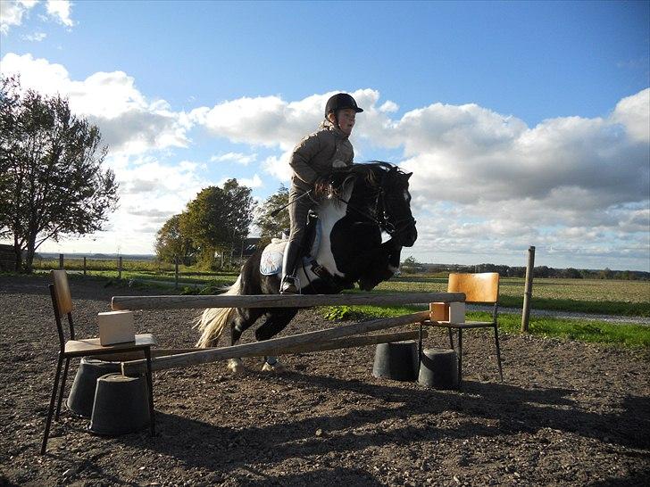 Shetlænder Micki *UDLÅNT* - Spring! billede 11