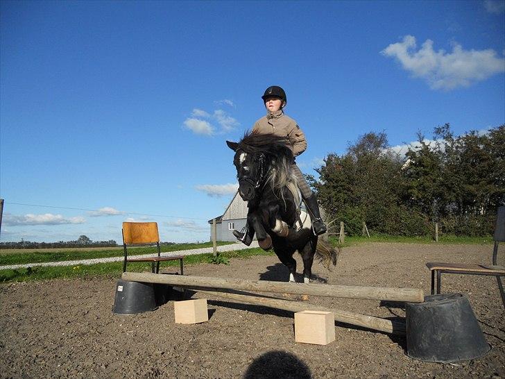 Shetlænder Micki *UDLÅNT* - Hop. billede 12