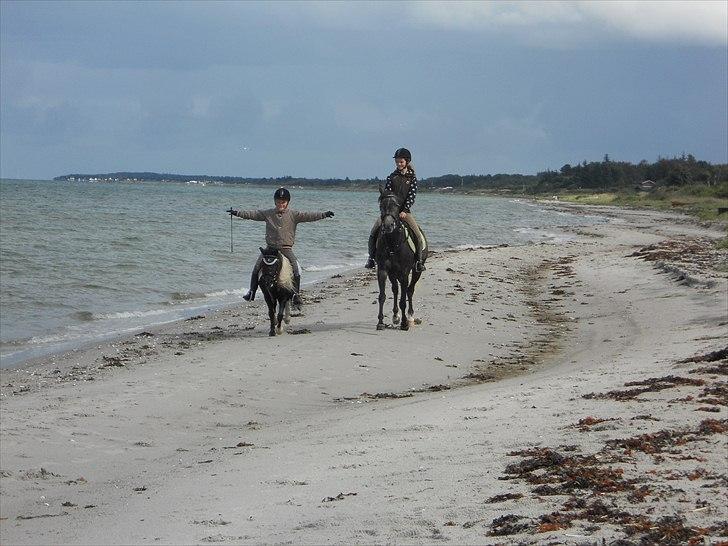 Shetlænder Micki *UDLÅNT* - Micki og Shaheen på stranden... Galop tur! billede 13