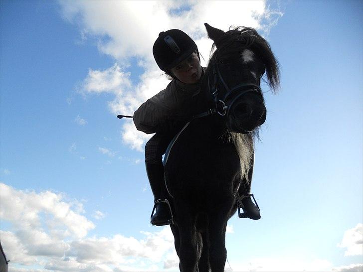 Shetlænder Micki *UDLÅNT* - Et sjovt billed billede 14