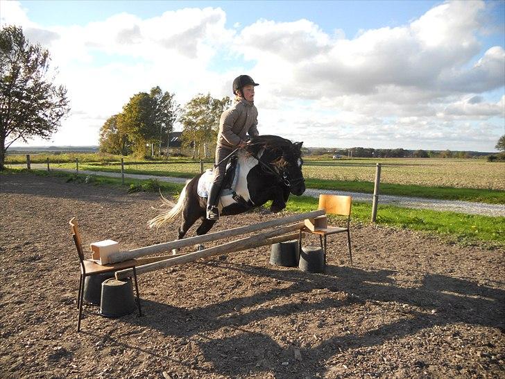 Shetlænder Micki *UDLÅNT* billede 15