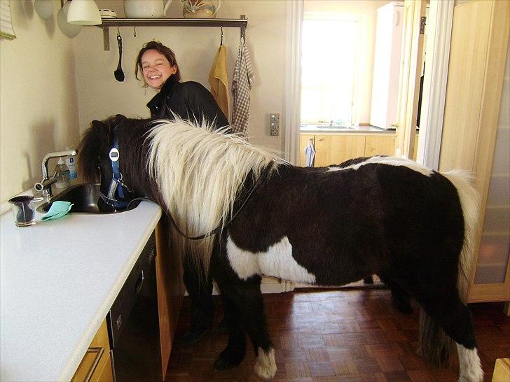 Shetlænder Micki *UDLÅNT* - Micki i køkkenet. billede 16