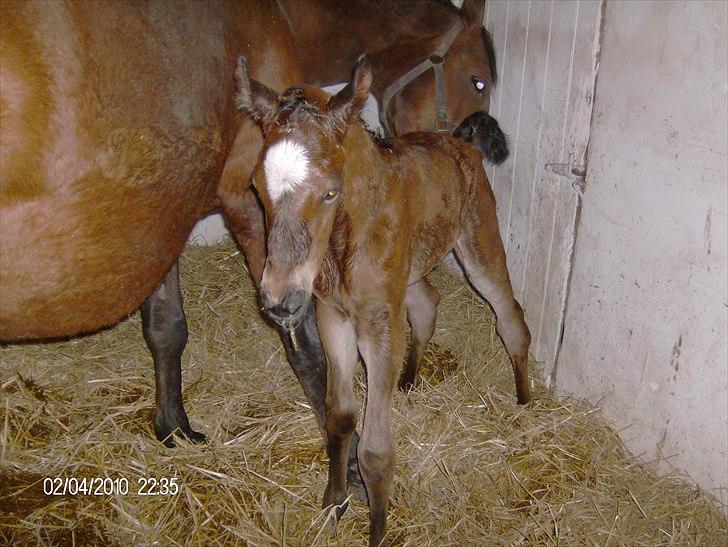 Anden særlig race Dali billede 1