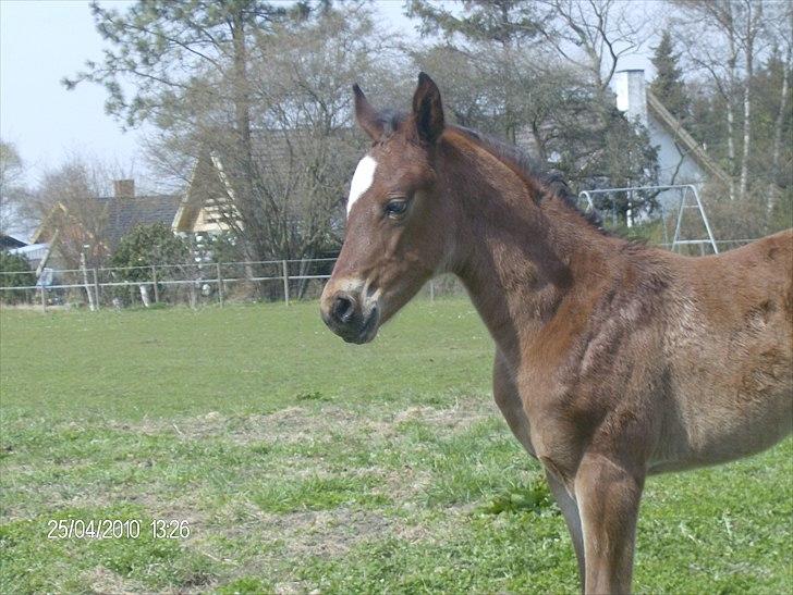 Anden særlig race Dali billede 2