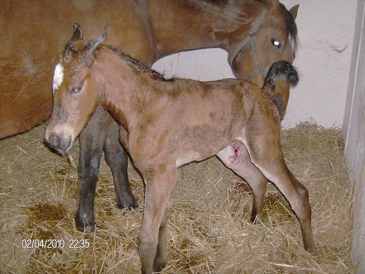 Anden særlig race Dali billede 3