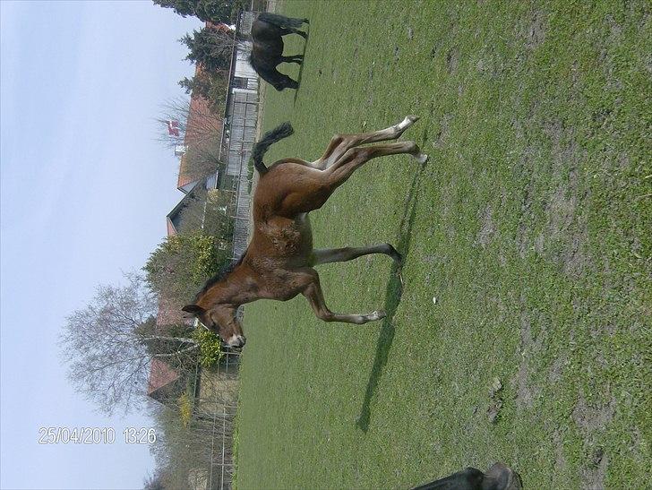 Anden særlig race Dali billede 4