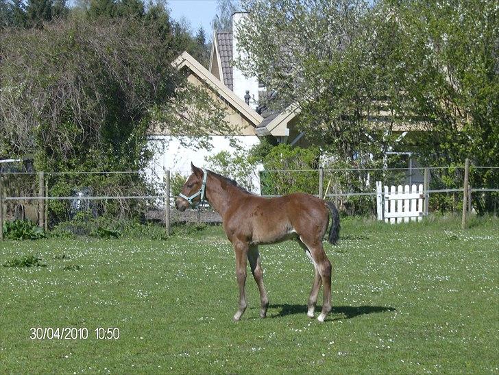 Anden særlig race Dali billede 5