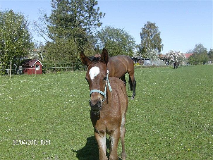 Anden særlig race Dali billede 6