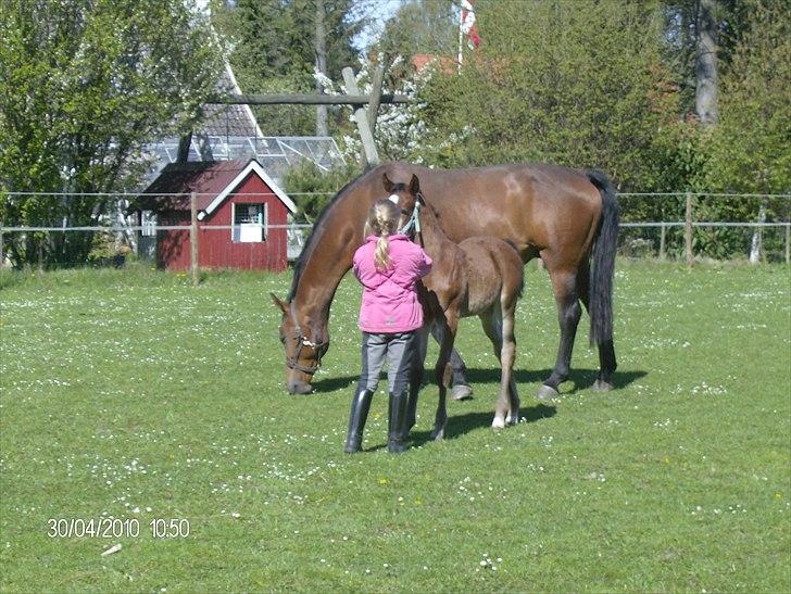 Anden særlig race Dali billede 7