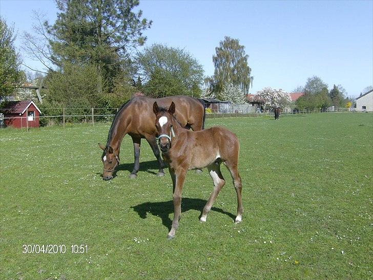 Anden særlig race Dali billede 8