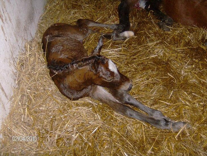 Anden særlig race Dali billede 9