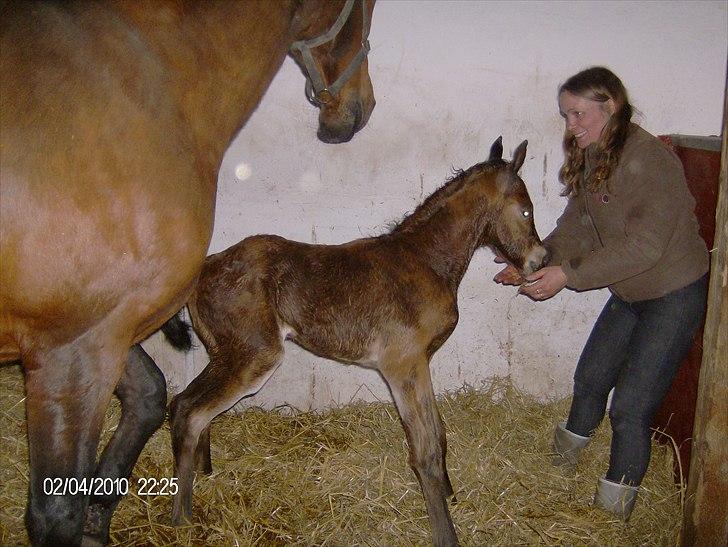 Anden særlig race Dali billede 10