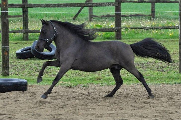 Amerikansk Miniature Candyland Southern Secret - Foto: Isabella Larsen billede 17