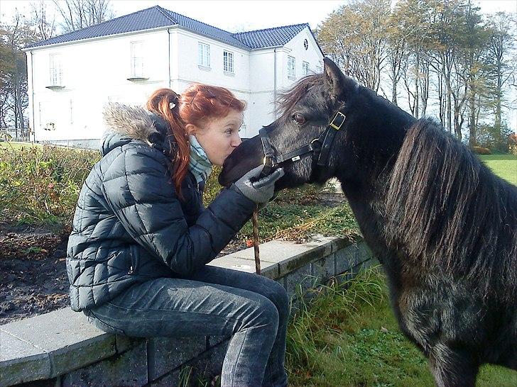 Amerikansk Miniature Candyland Southern Secret - mors dreng <3 billede 18