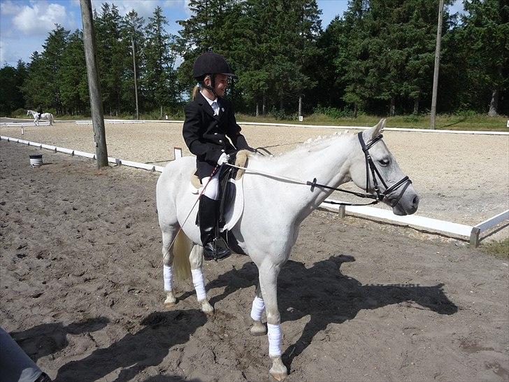 Welsh Pony (sec B) Korreborgs Figaro - Billeder billeder og atter billeder!! billede 13