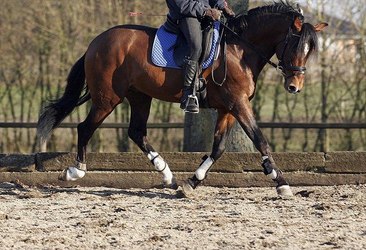 DSP Røgild's Artax - Han har dejlige bagben  ikke billede 10