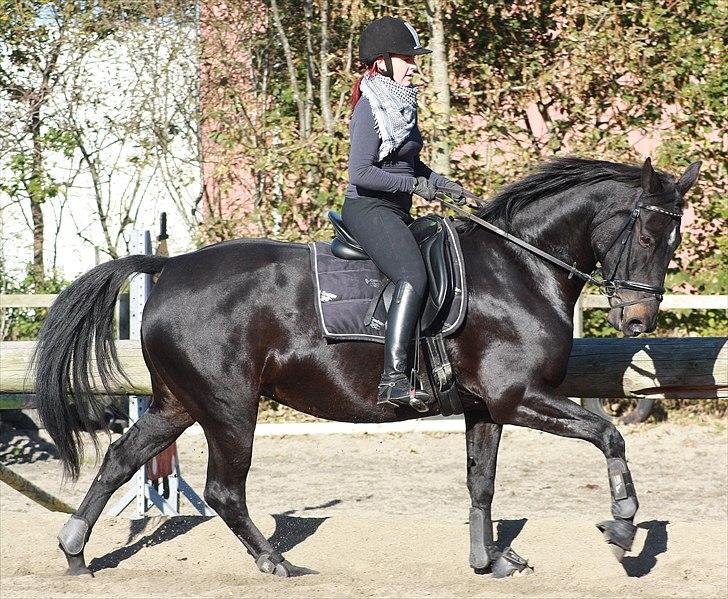 Oldenborg Maybe  billede 5